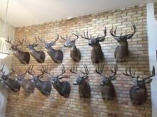 Trophy white tail deer.