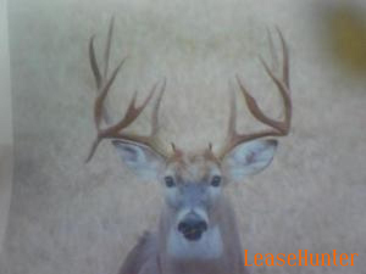 Deer