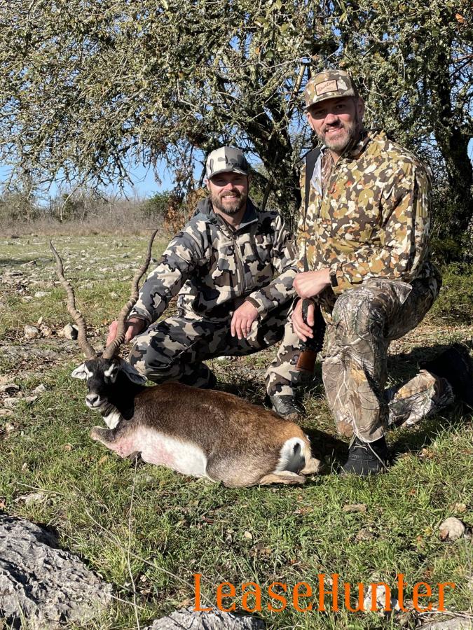  Blackbuck