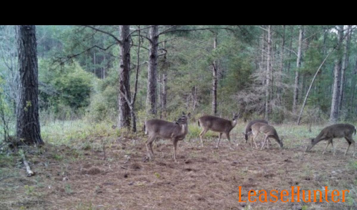 Nice set of does