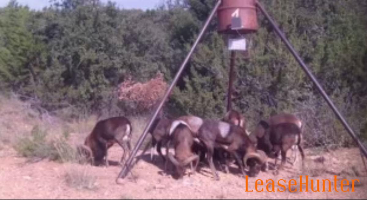 Mouflon Rams