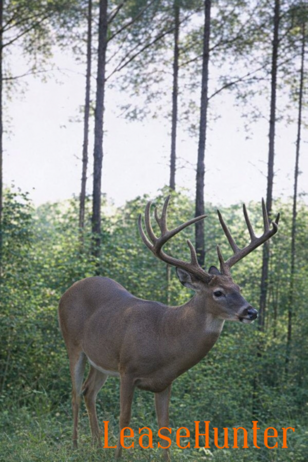 Mature East Texas whitetail buck on managed Blue Water Reserve property