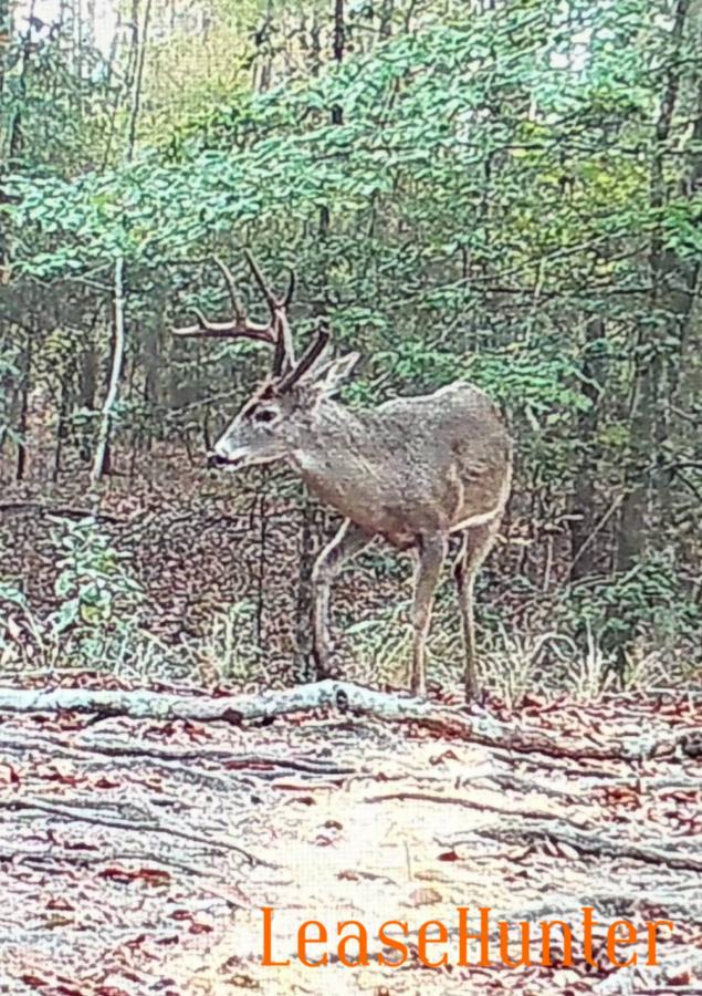 Buck 2