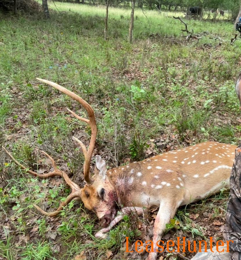 axis buck