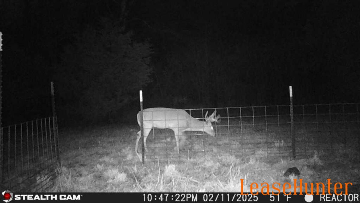Buck