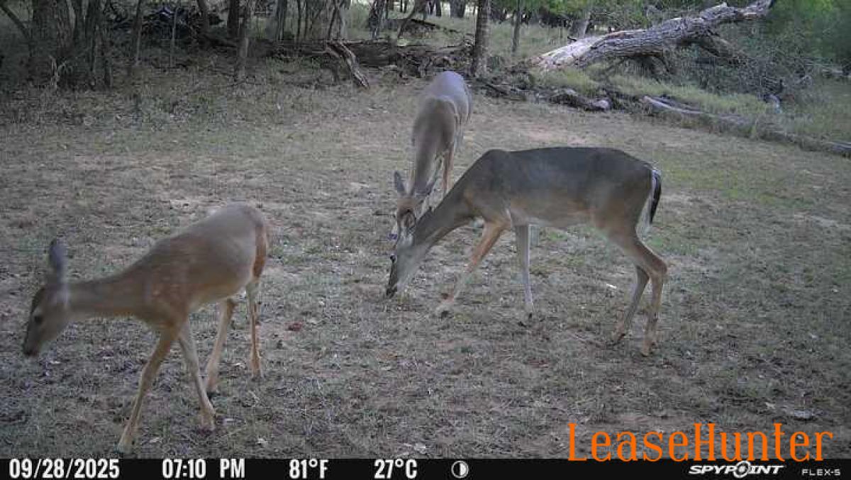 Whitetail does