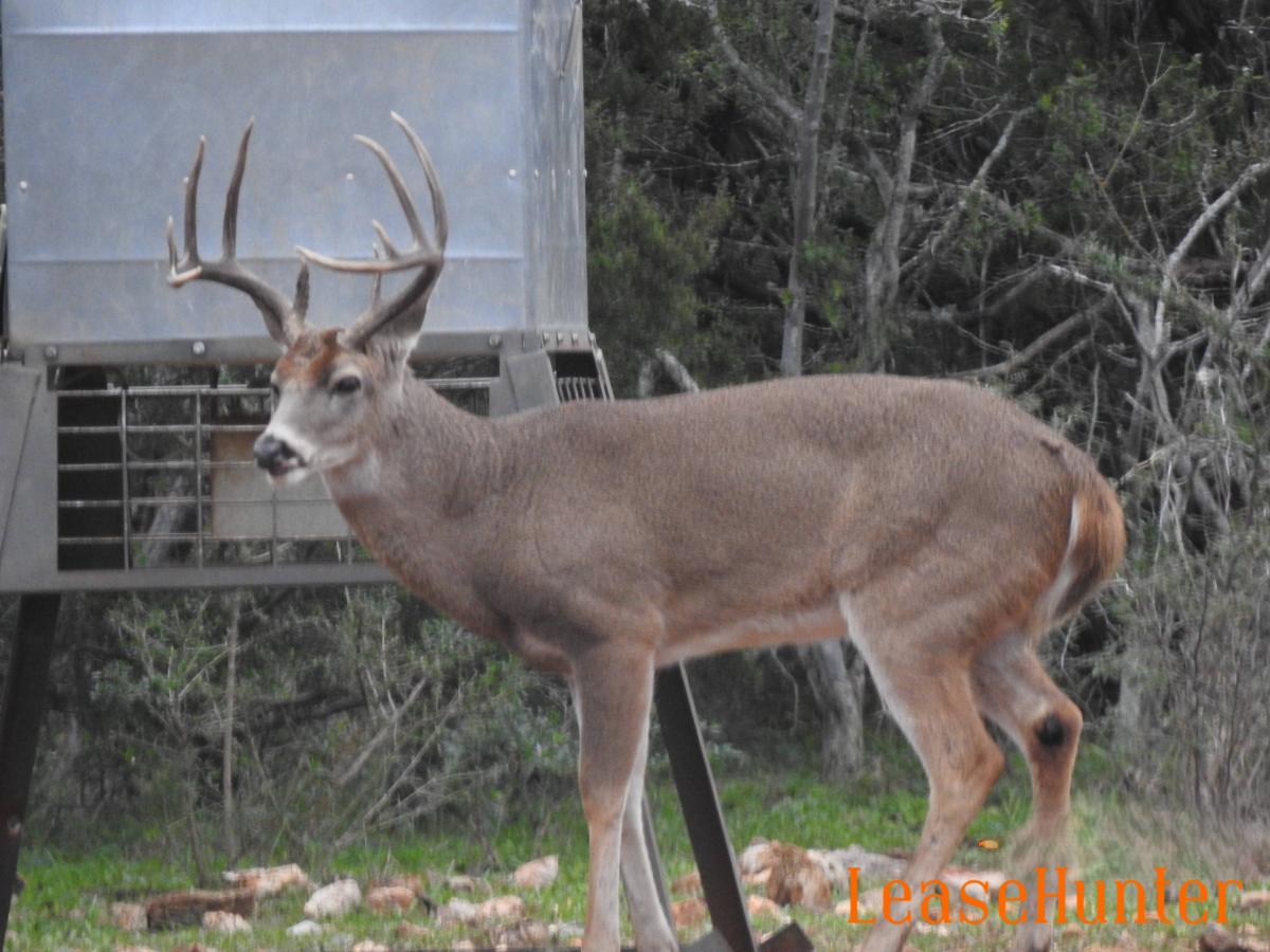 Mature 10 point