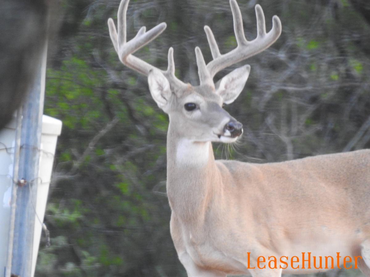 Velvet Buck