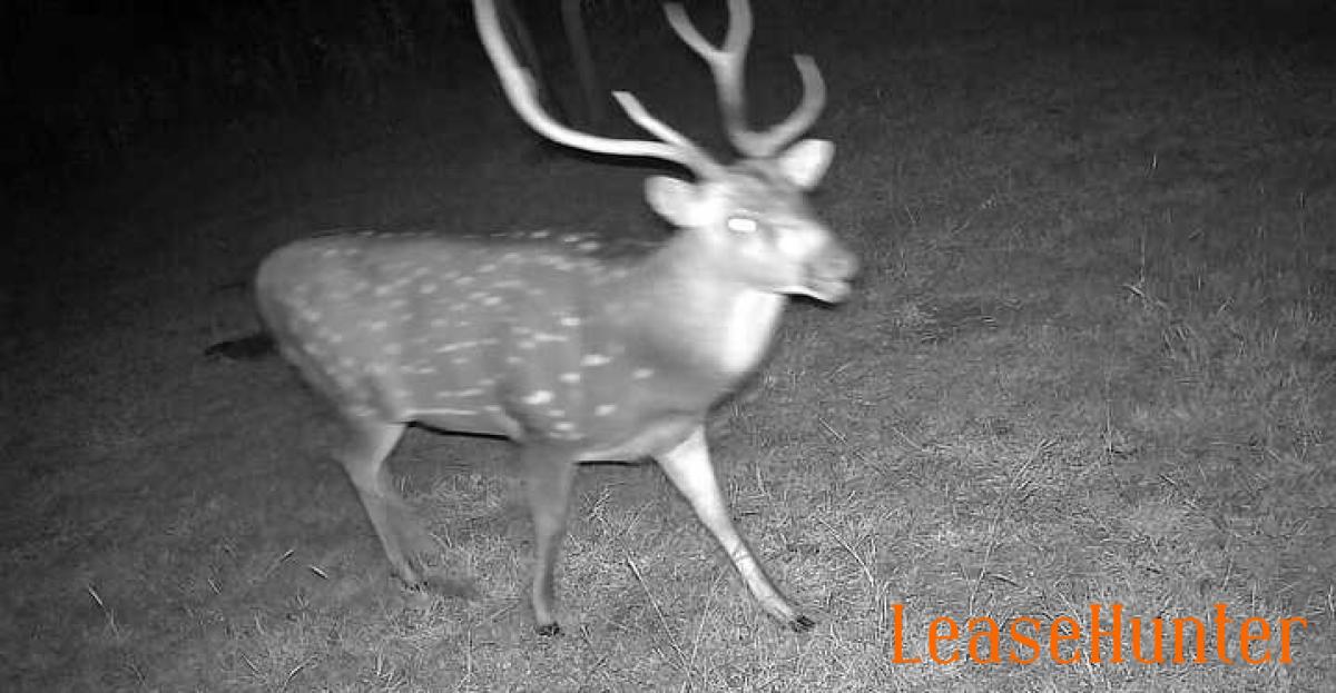 axis buck