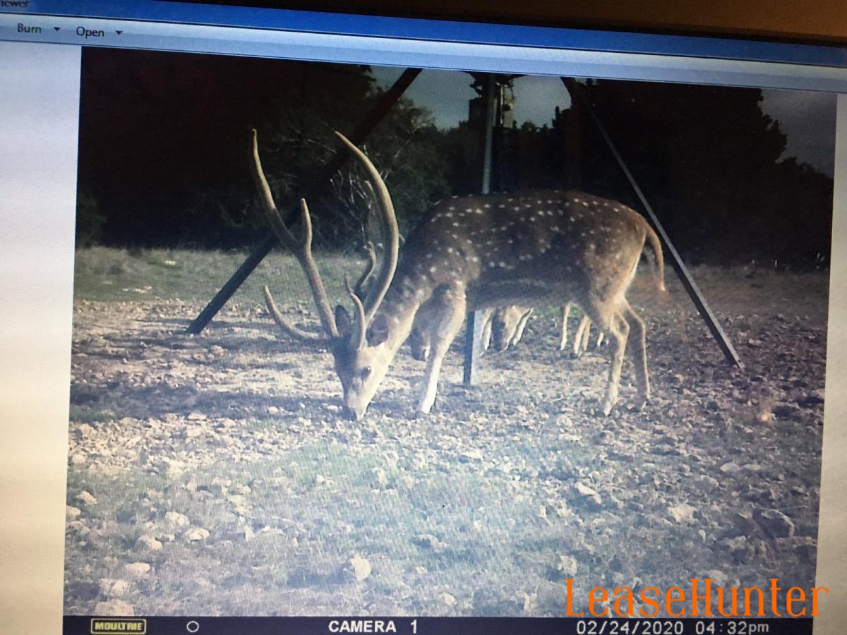 Trophy Axis Deer