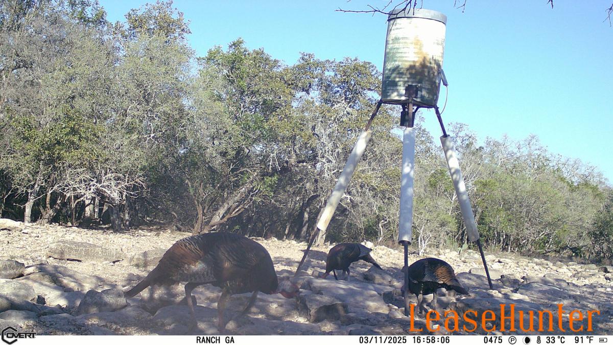turkey hunts