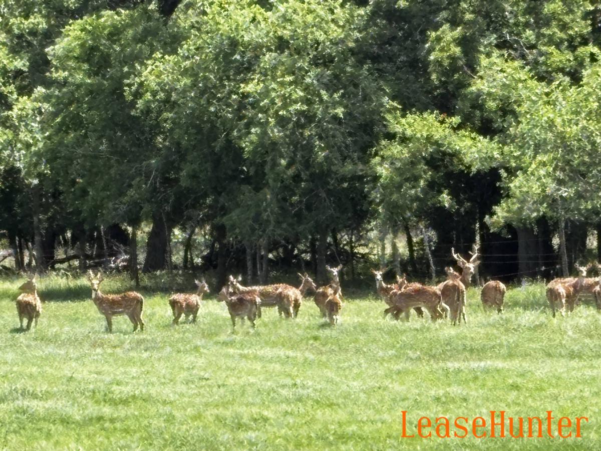 Axis Deer