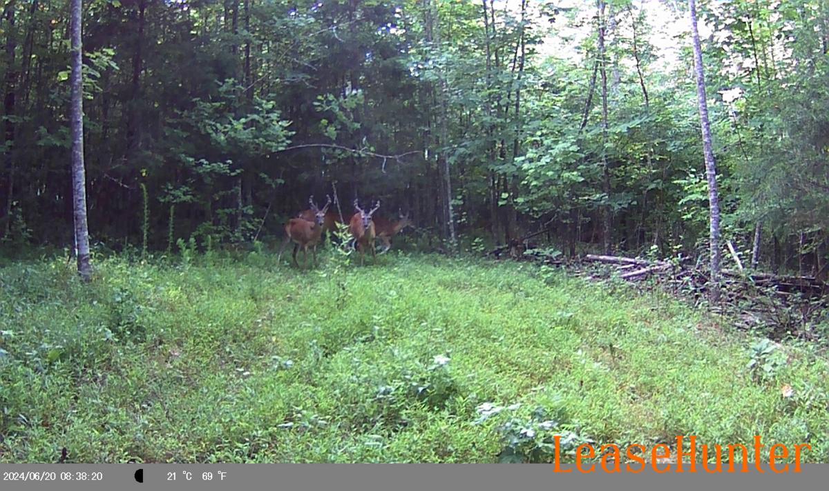 Hunting Lease Deer and Turkey Person County Near Raleigh, Durham, Oxford, Henderson, Creedmoore
