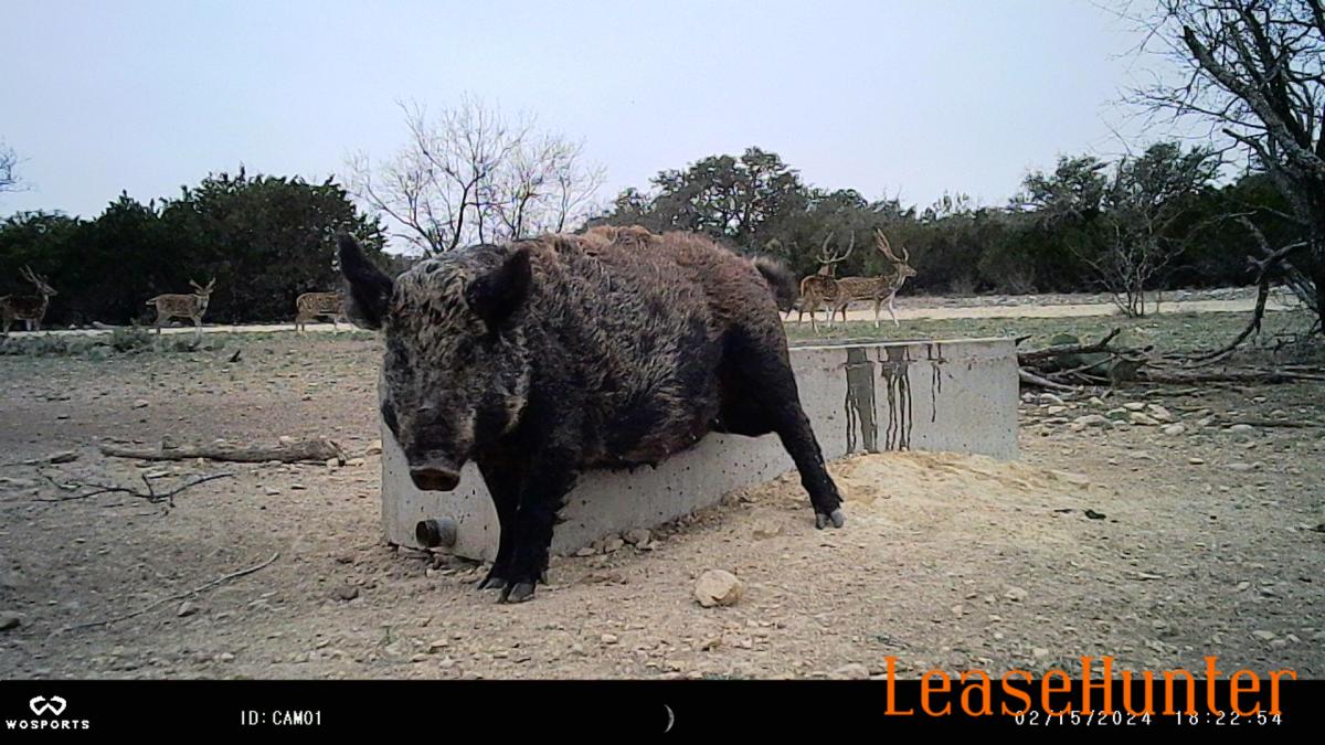 Unlimited Hogs and Other Varmint