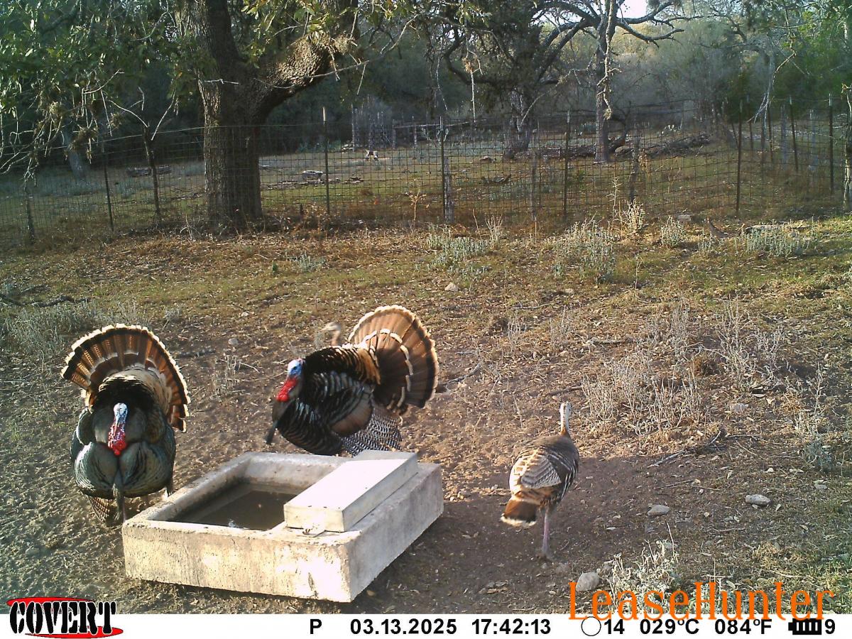 turkey hunts