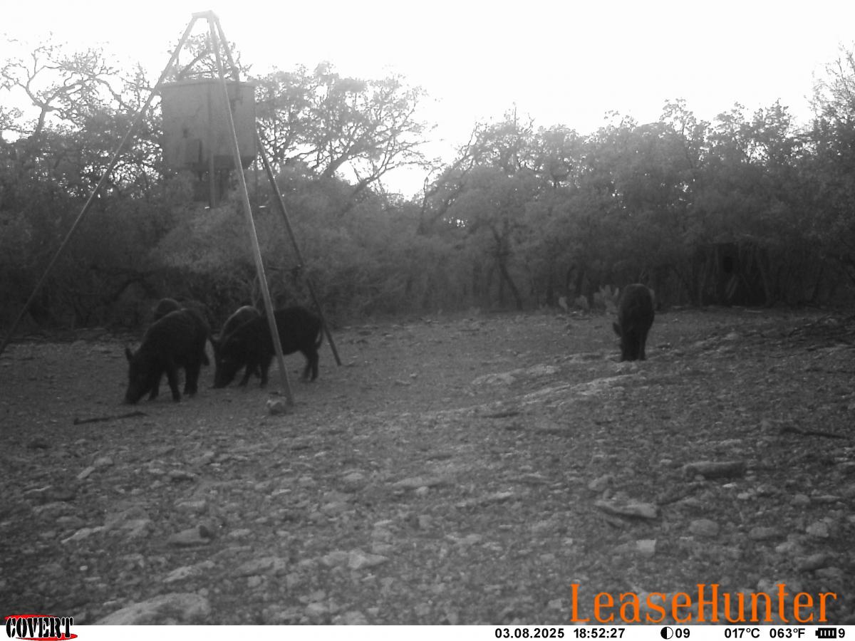 hog hunting