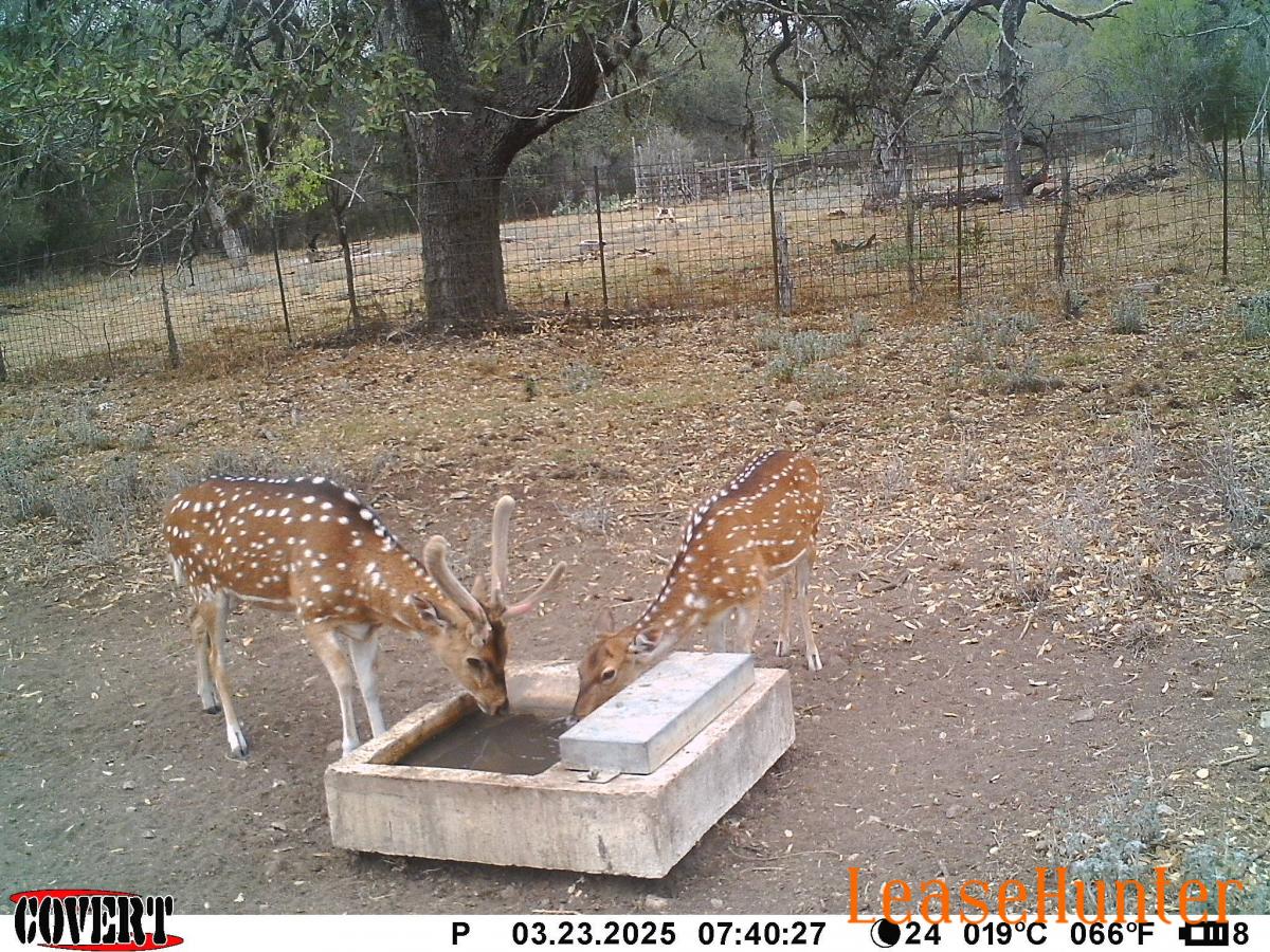 axis hunts