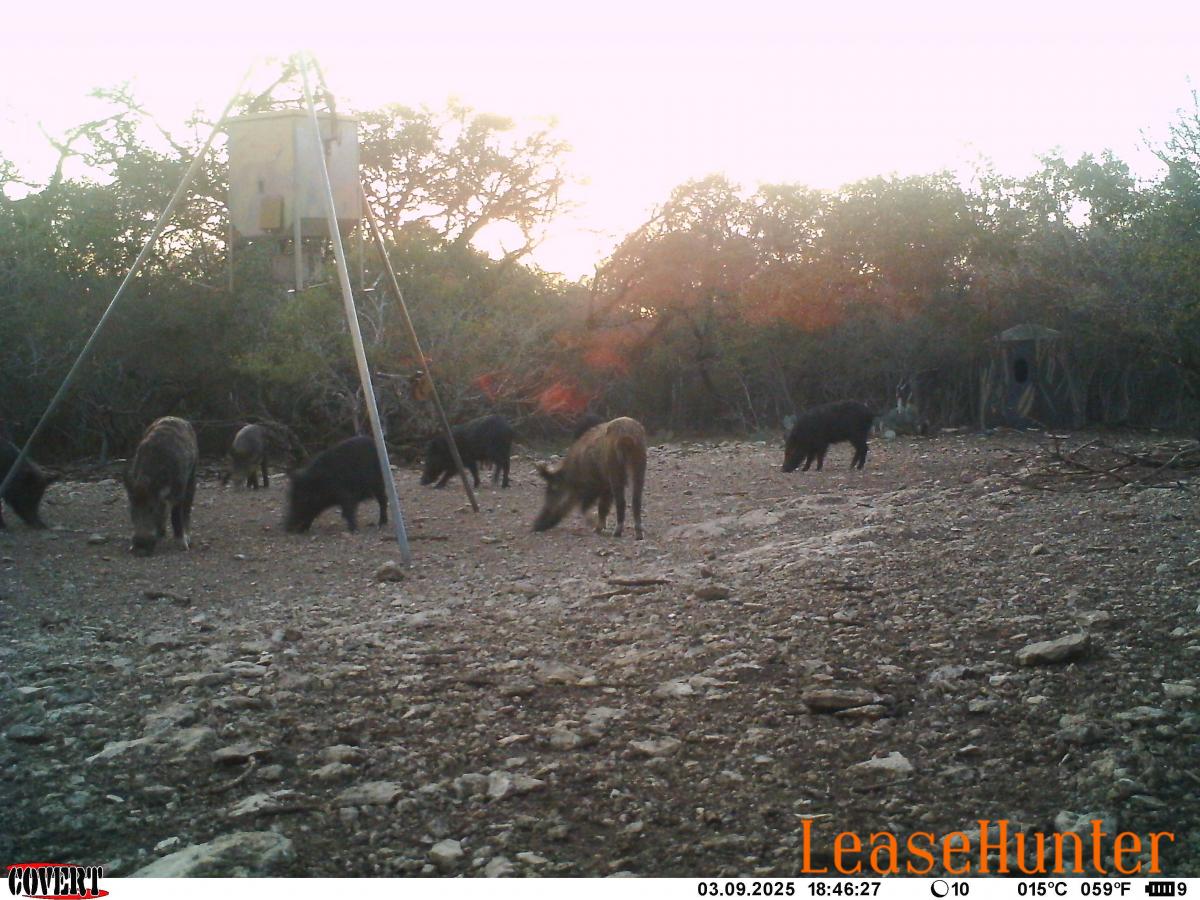 hog hunts