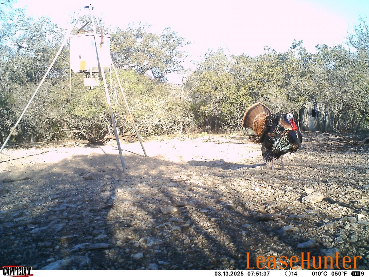 texas turkey hunts