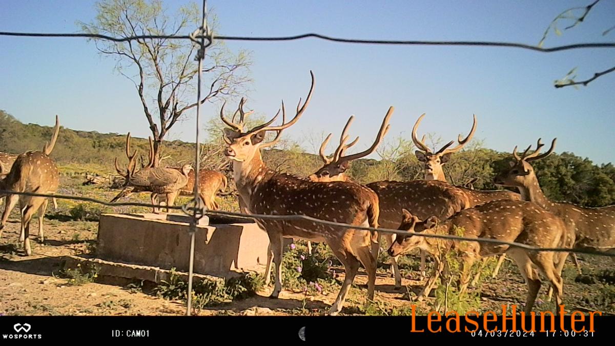 Big Axis Bucks - No Size Restrictions