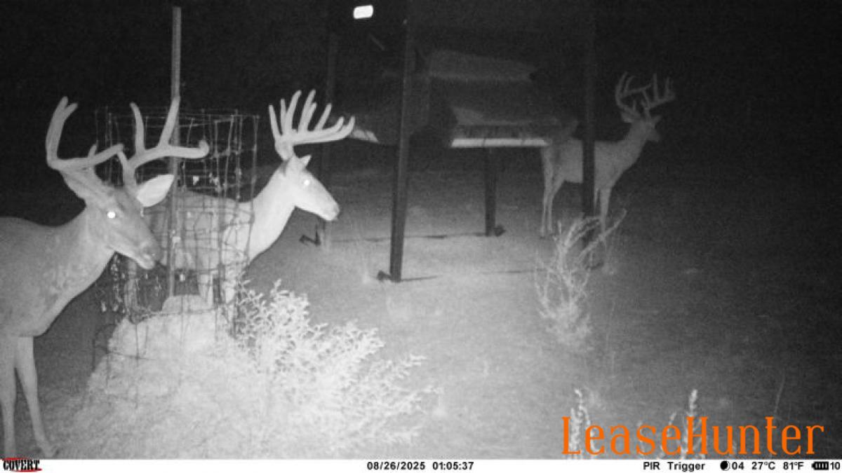 Some bucks at feeder