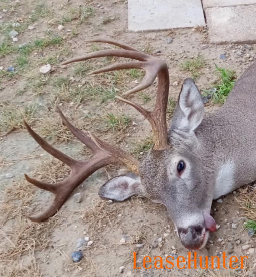 Deer