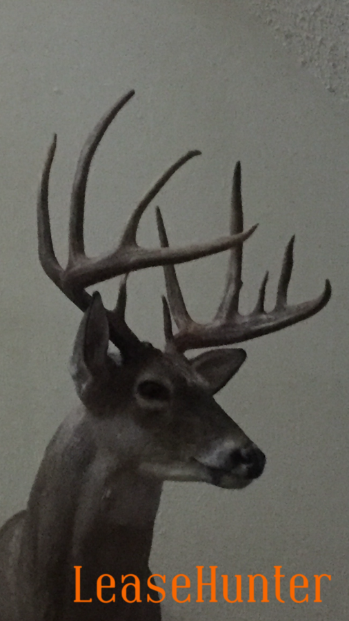 Mounted Deer 