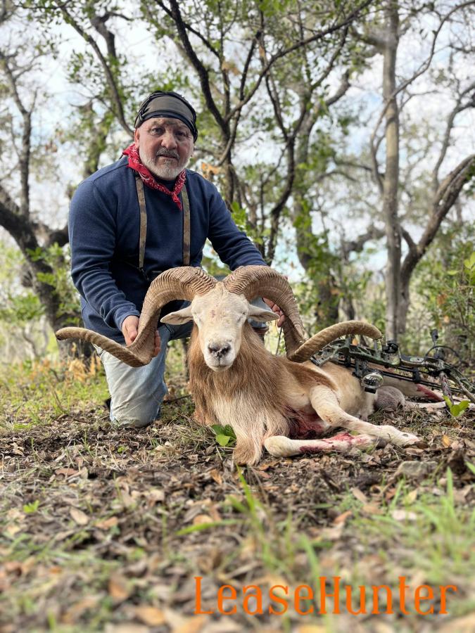 Giant Rams