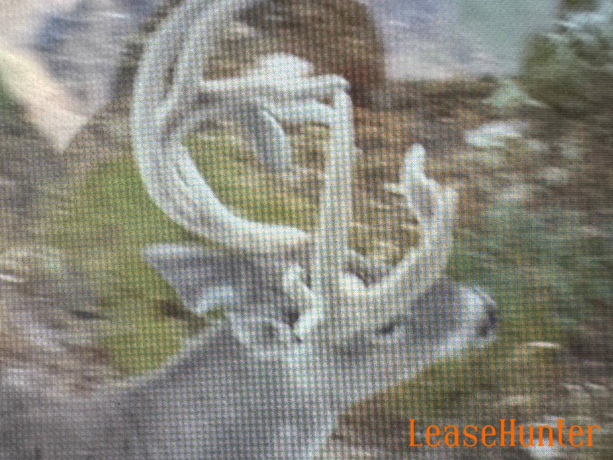 deer from 2025 survey