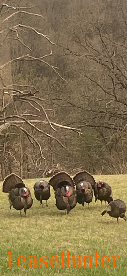 Wild turkey