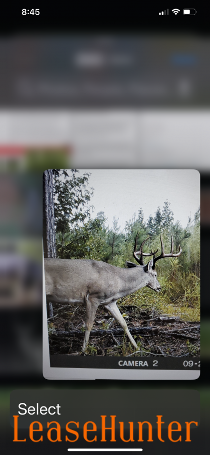 White tail buck