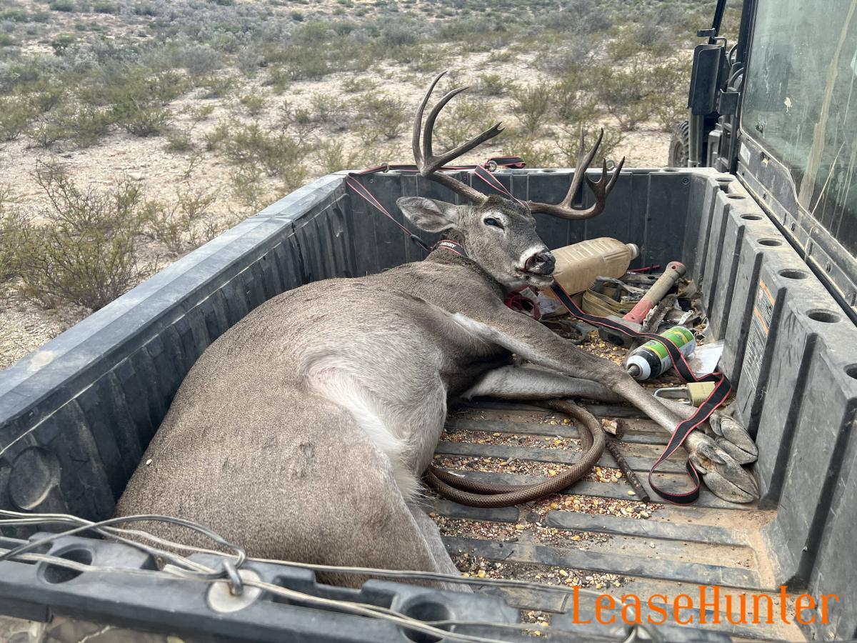 Another trophy shot this year that was 5.5 year old.