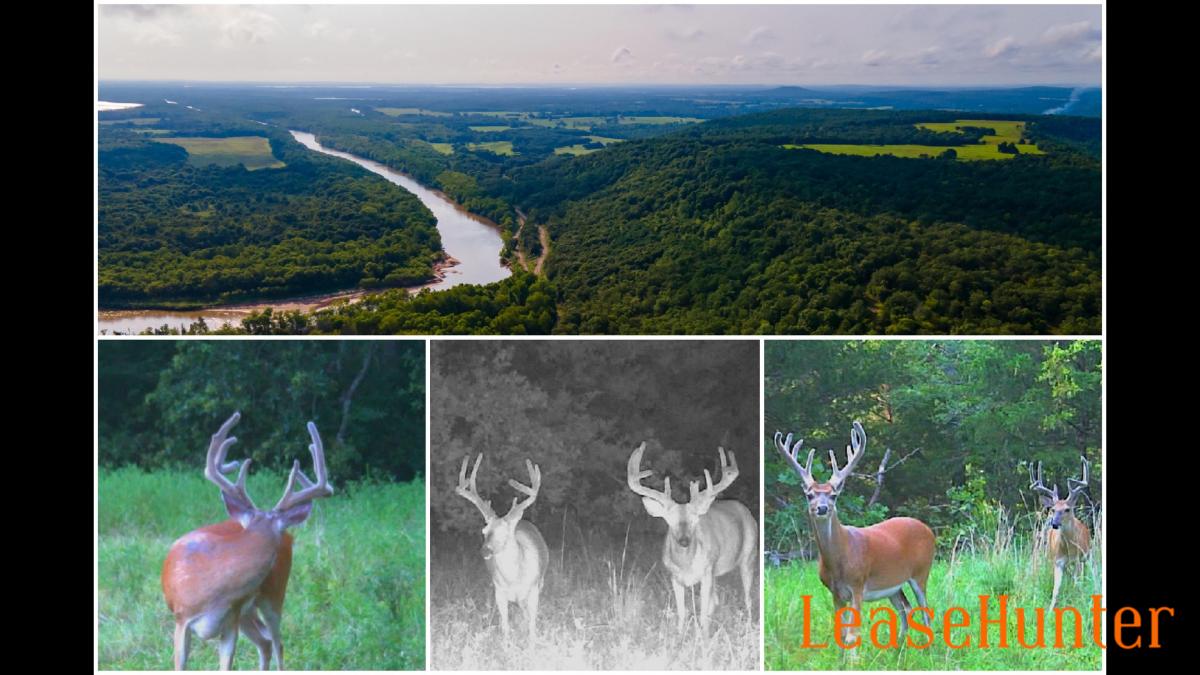 Wildlife images from game cam