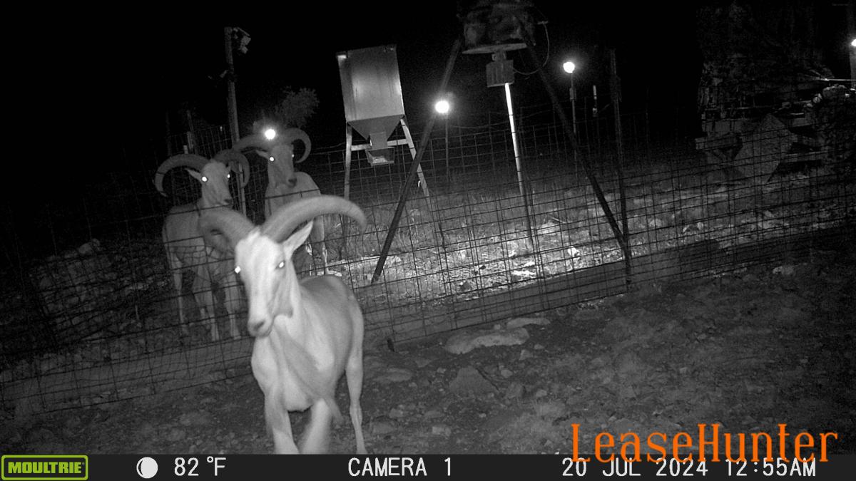 aoudad