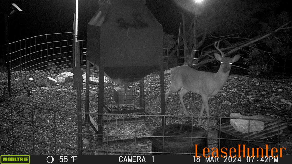 Whitetail