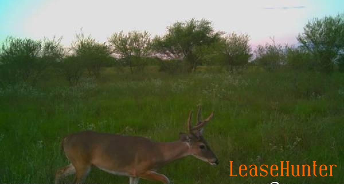Deer on land