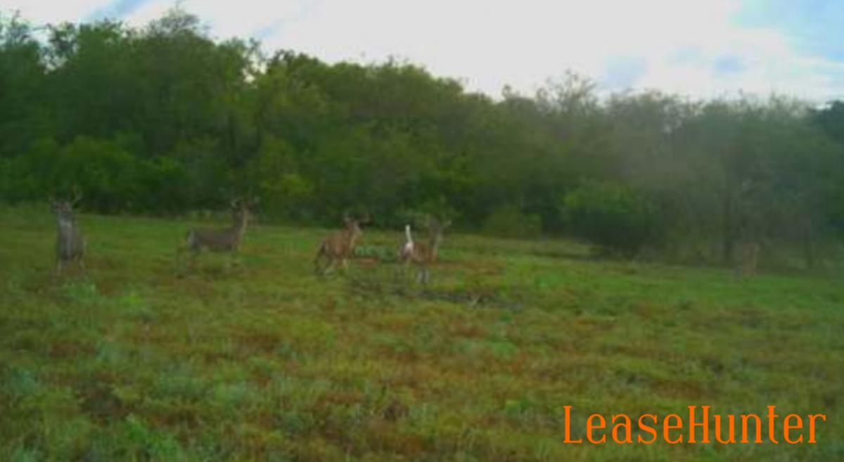 Deer on land