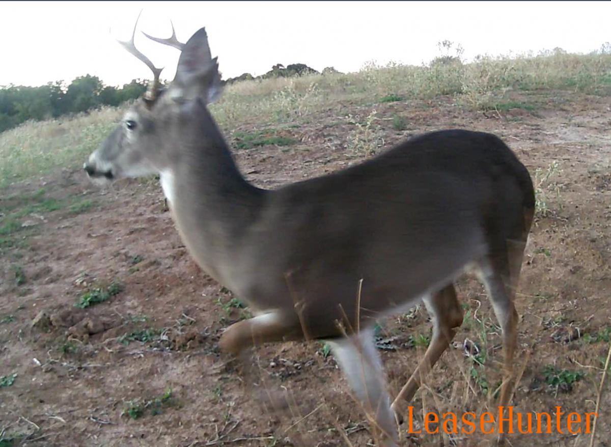Deer