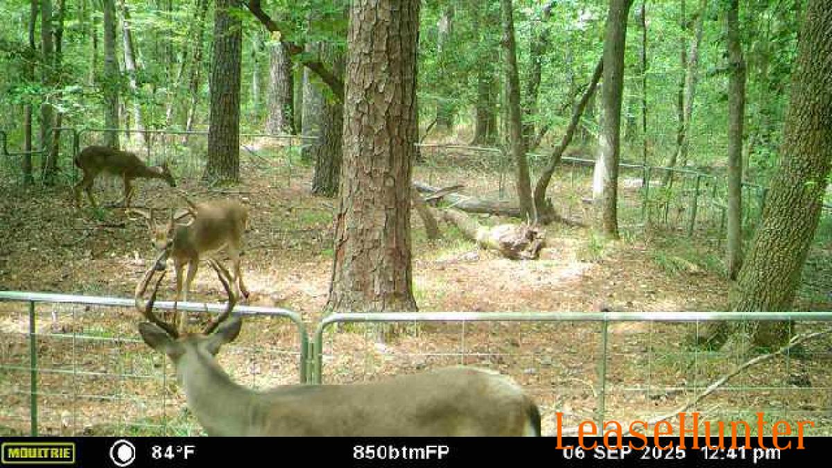 whitetail bucks