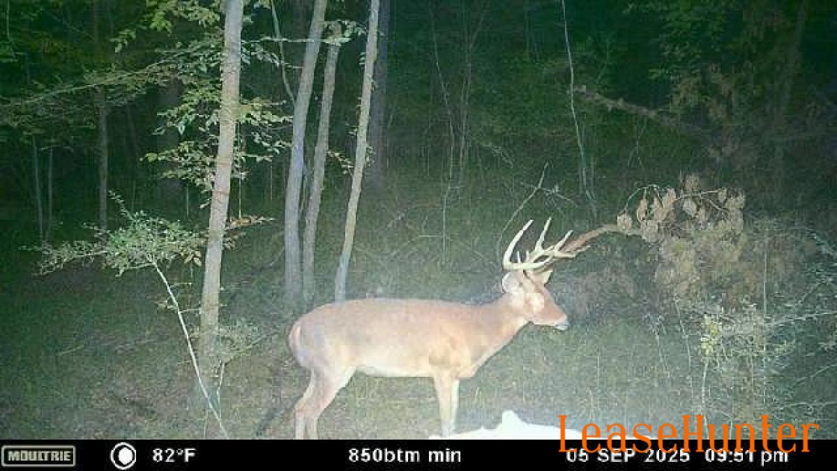 White tail buck