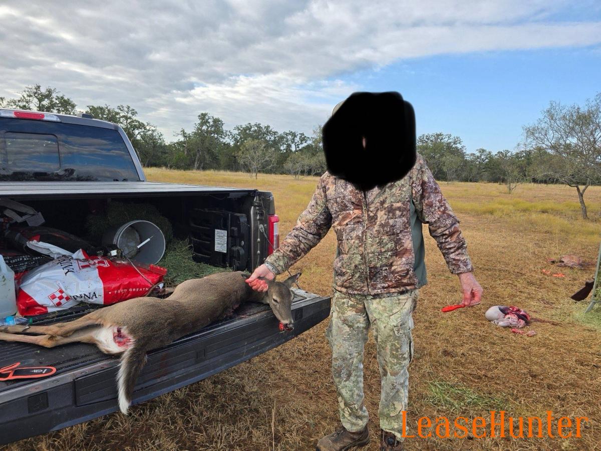 Whitetail doe
