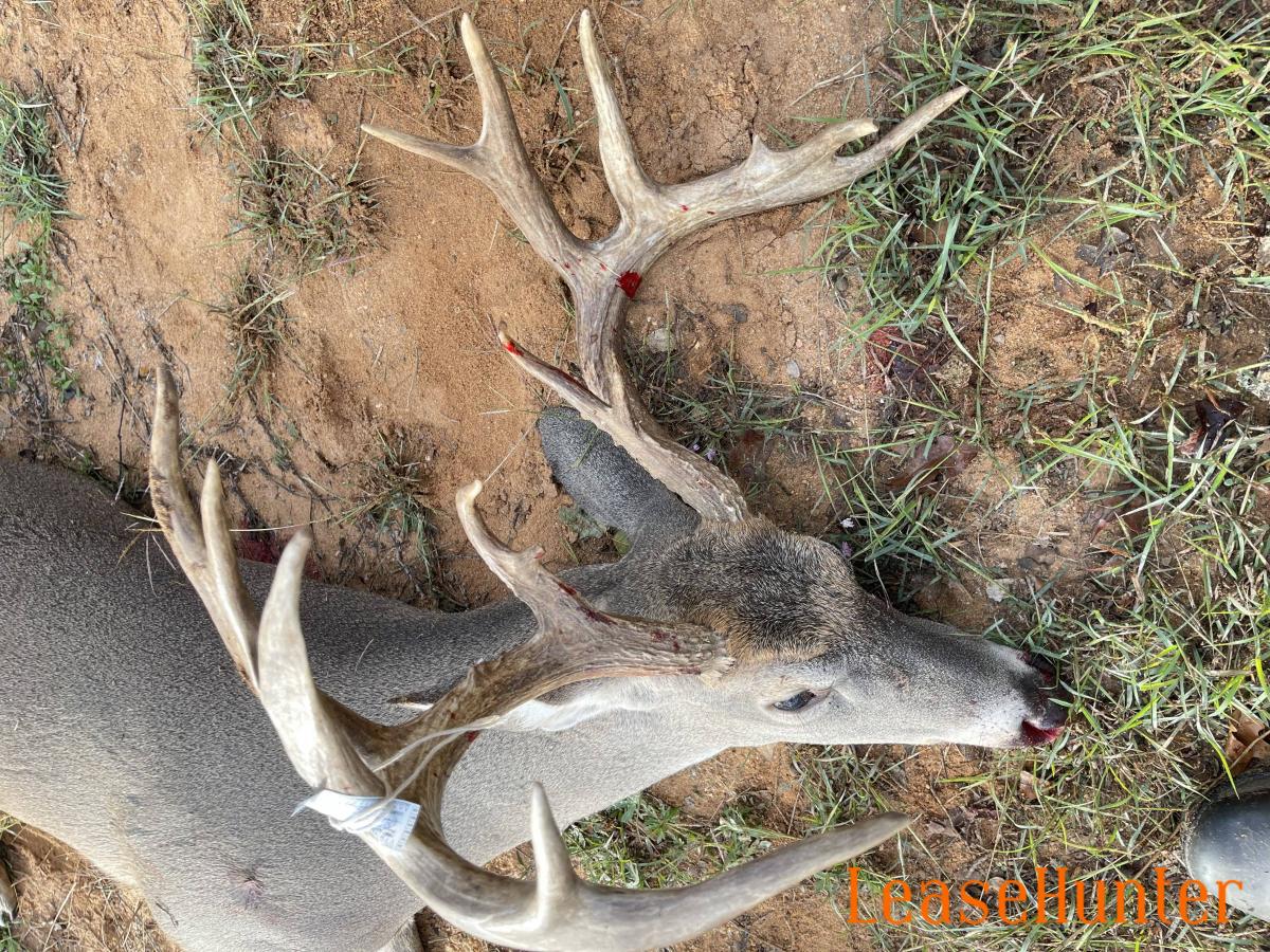 Whitetail buck