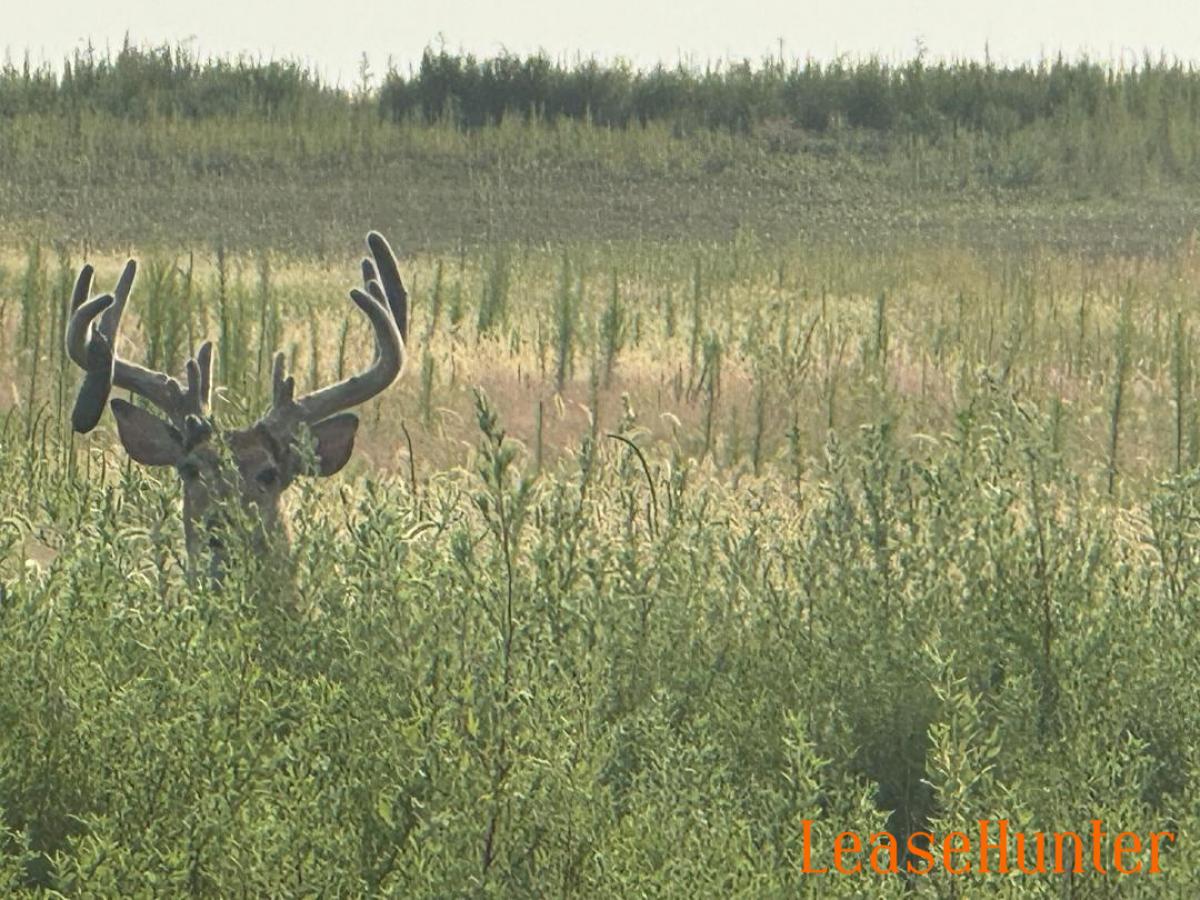 drop tine 2