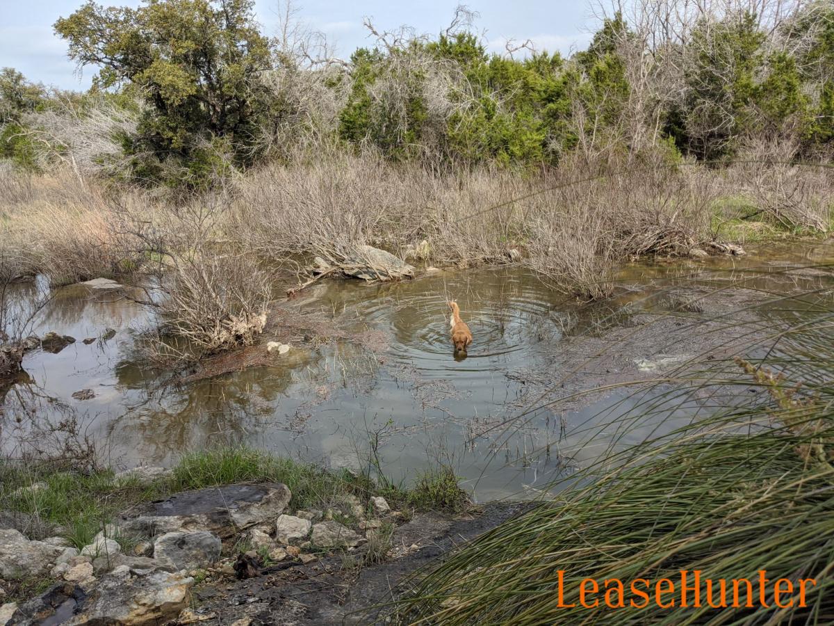 creek-dog_1.jpg
