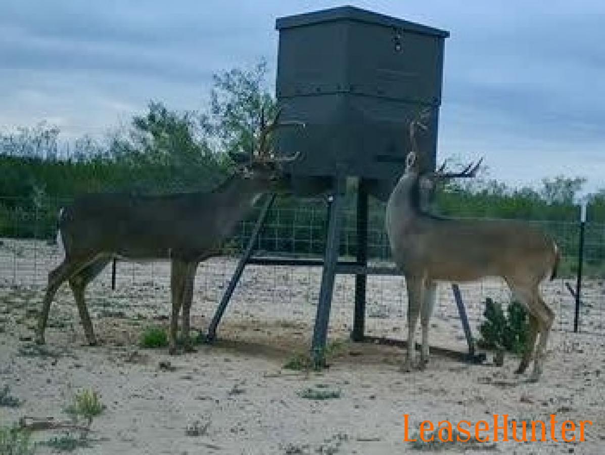 Whitetail deer lease