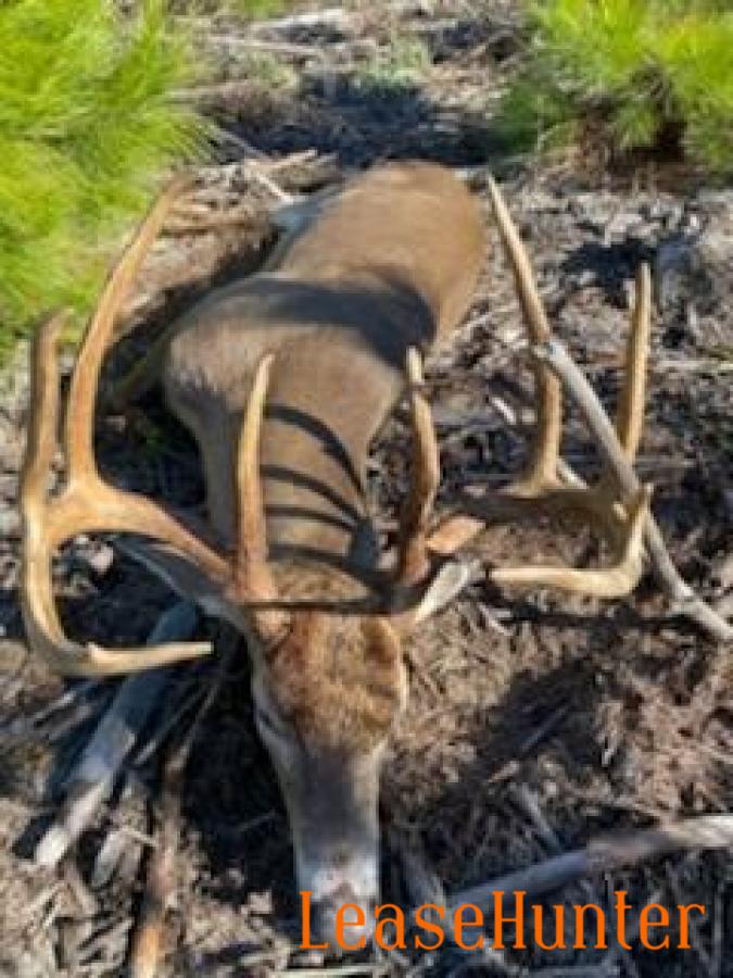 whitetail buck down